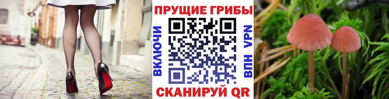 как найти наркотики  Арзамас  Галлюциногенные грибы Psilocybe 